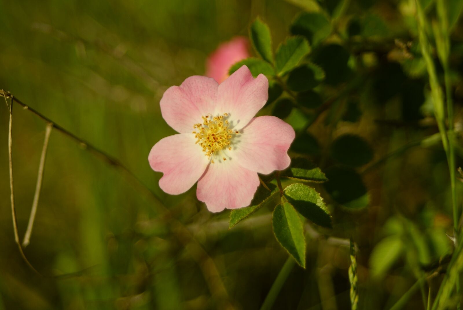 Sony Alpha DSLR-A200 sample photo. Flowers, flower, nature photography