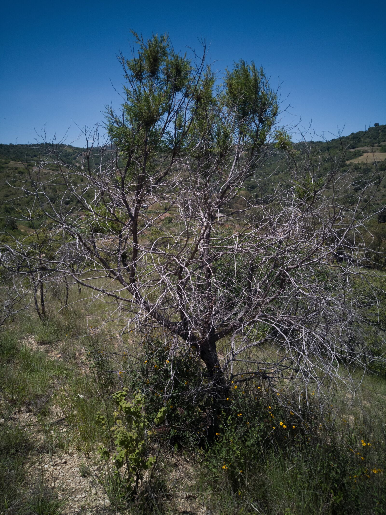 HUAWEI SNE-LX3 sample photo. árbol, tree, green photography