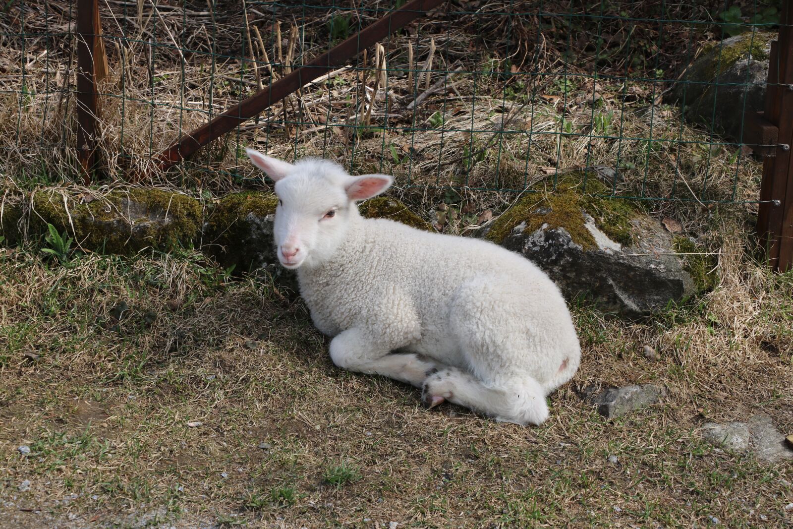 Canon EOS 750D (EOS Rebel T6i / EOS Kiss X8i) sample photo. Mammals, the animal kingdom photography