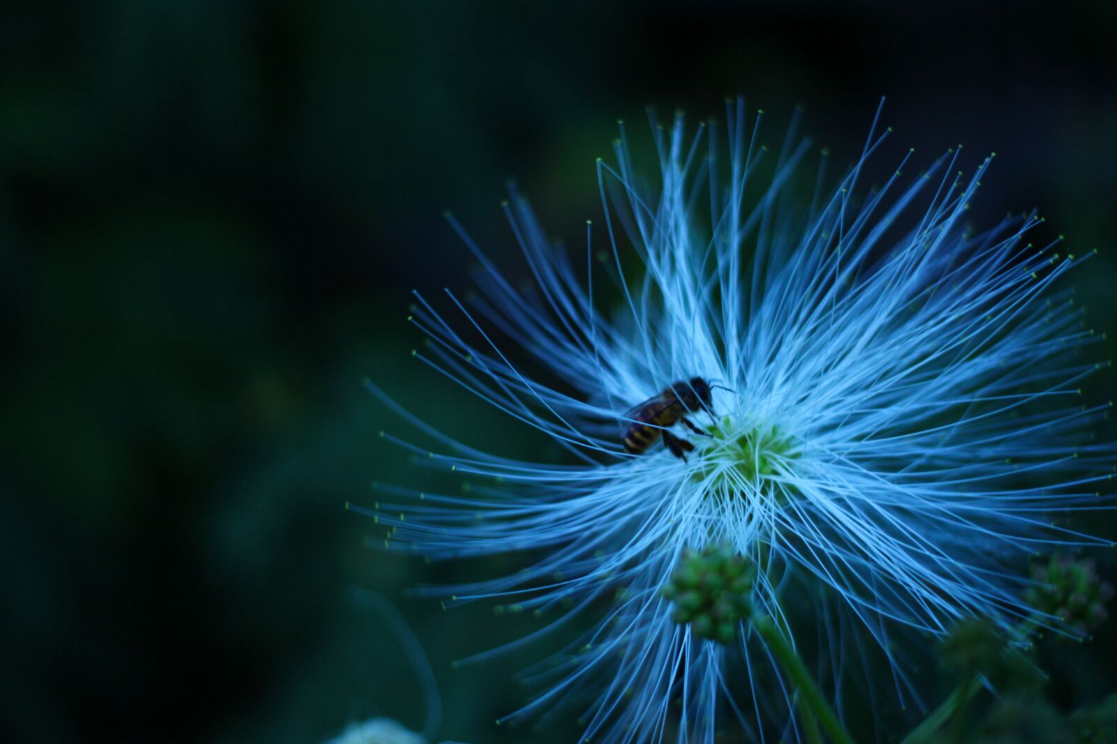 Canon EOS 550D (EOS Rebel T2i / EOS Kiss X4) sample photo. Bee, flower, white flower photography