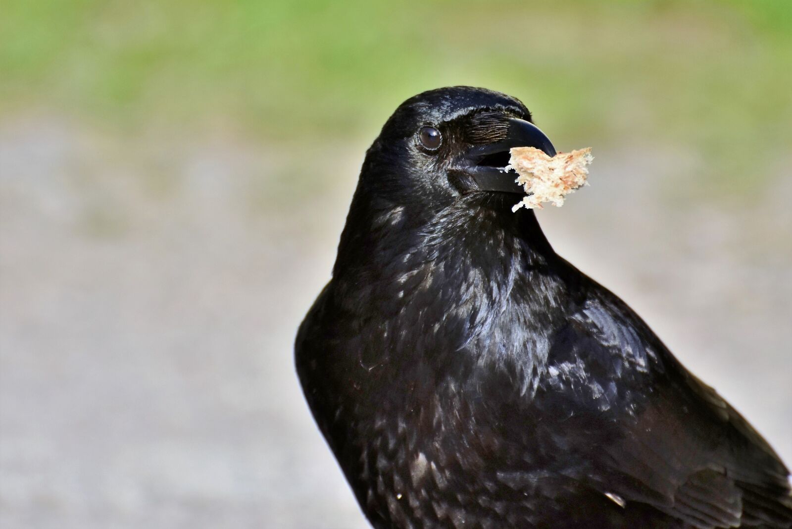 Nikon D7200 sample photo. Raven, raven bird, crow photography