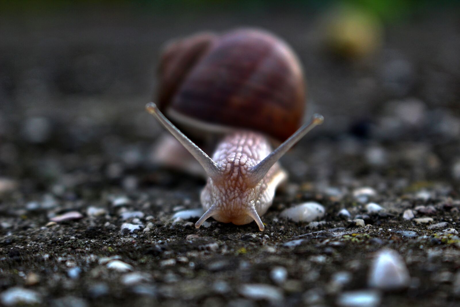 Canon EOS 100D (EOS Rebel SL1 / EOS Kiss X7) sample photo. Slug, snail, conch photography