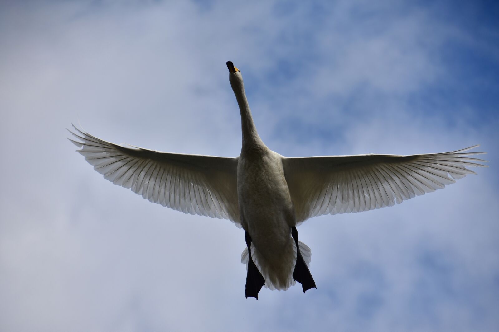 Nikon D7200 sample photo. Animal, sky, bird photography