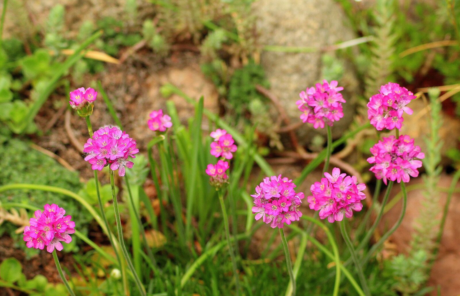 Canon EOS 1200D (EOS Rebel T5 / EOS Kiss X70 / EOS Hi) sample photo. Garden, spring, pink flowers photography