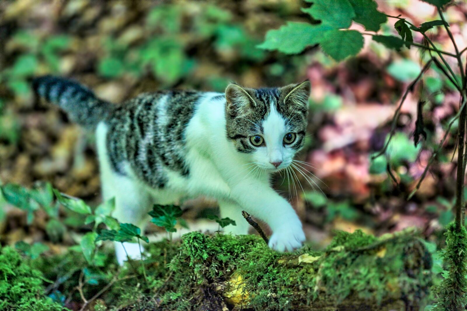 Canon EOS 5D Mark II sample photo. Cat, kitten, pet photography