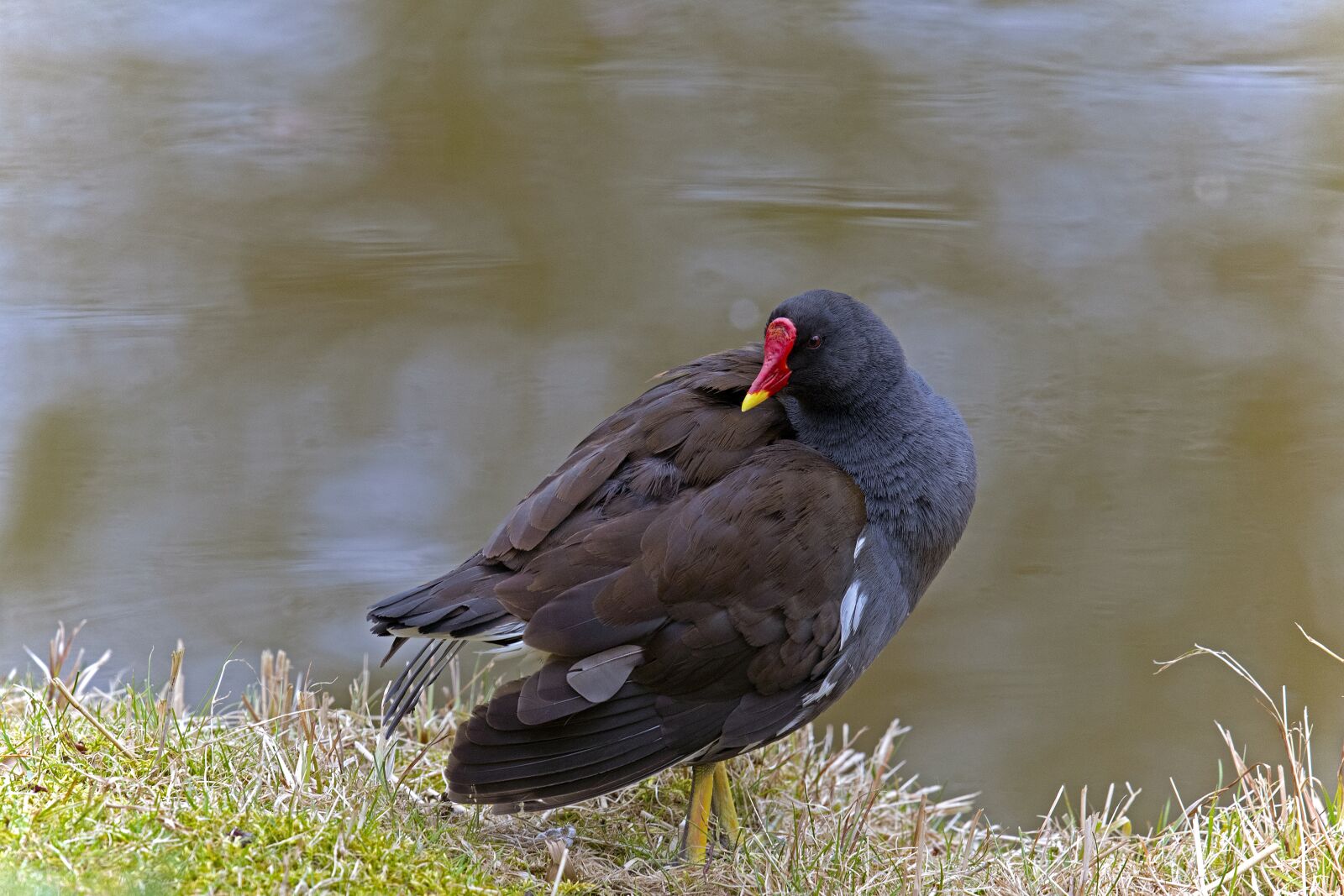 Nikon D500 sample photo. Common moorhen, moorhen, water photography