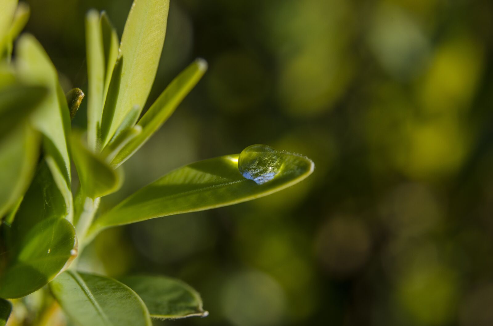 Nikon D5100 sample photo. Leaf, plant, drop photography