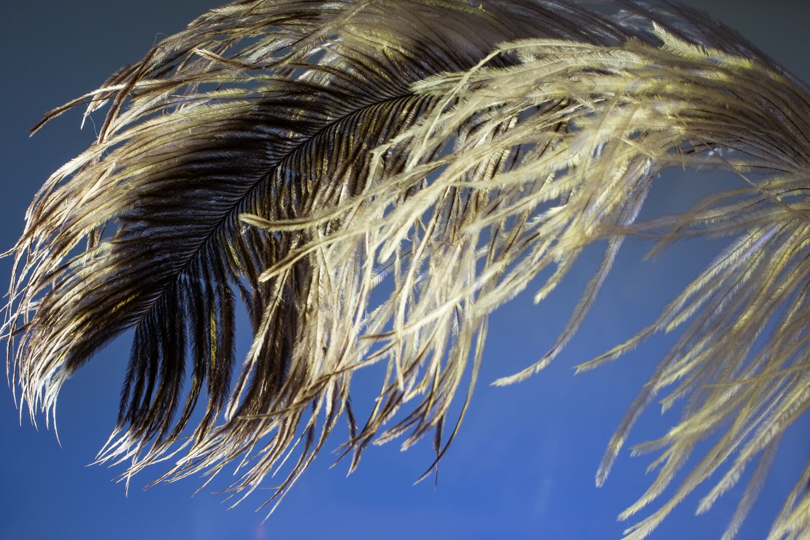 Canon EOS 70D + Canon EF 50mm F2.5 Macro sample photo. Ostrich feather, feather, ease photography