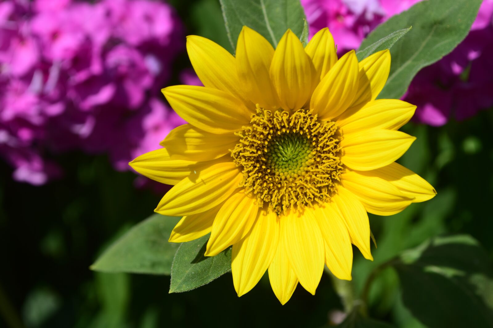 Nikon D3300 sample photo. Sunflower, blossom, bloom photography