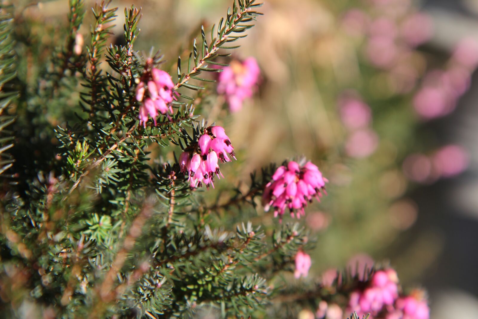 Canon EOS 600D (Rebel EOS T3i / EOS Kiss X5) sample photo. Heather, flowering, heather pink photography