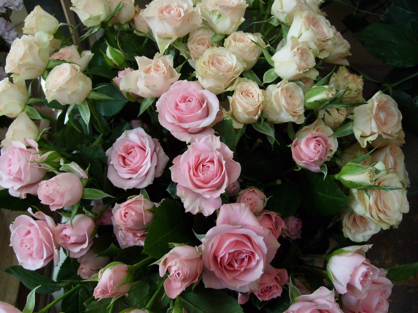 Samsung KENOX S730  / Samsung S730 sample photo. Roses, nature, flourishing photography