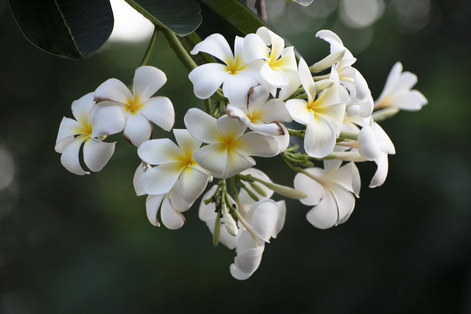 Nikon D7500 sample photo. Flowers, white flowers, leaves photography