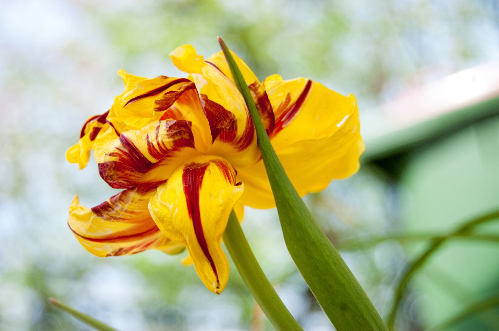 Nikon D40 sample photo. Flower, plant, nature photography