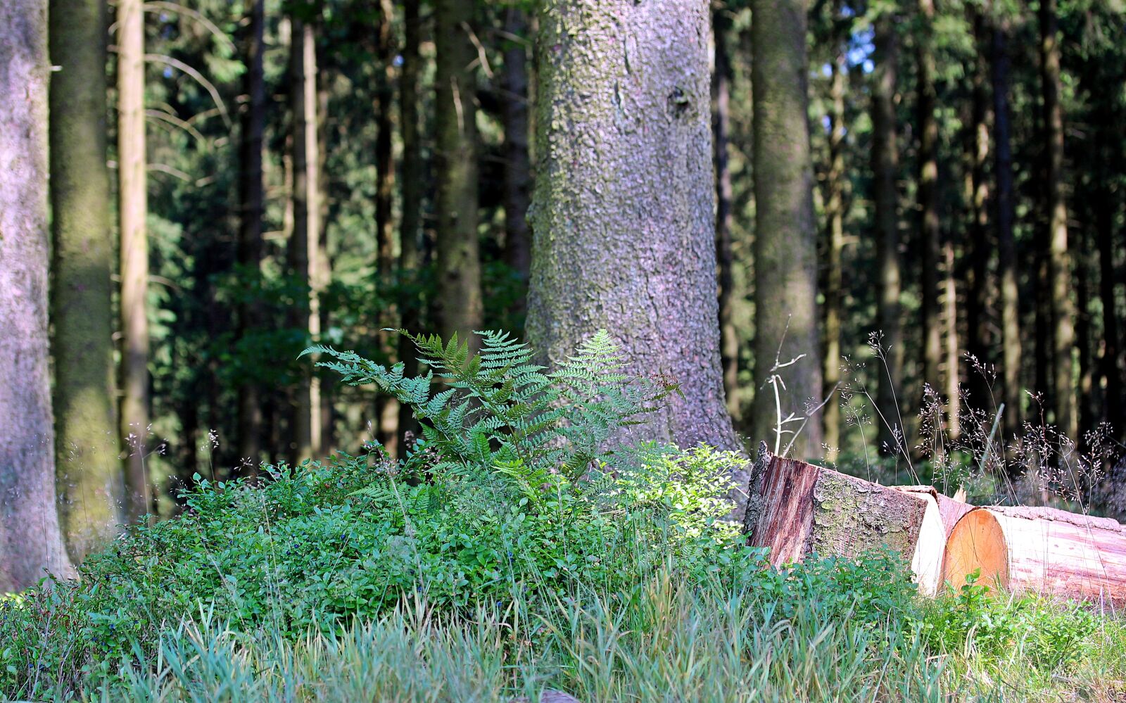 Canon EOS 650D (EOS Rebel T4i / EOS Kiss X6i) sample photo. Forest, strains, sawn logs photography