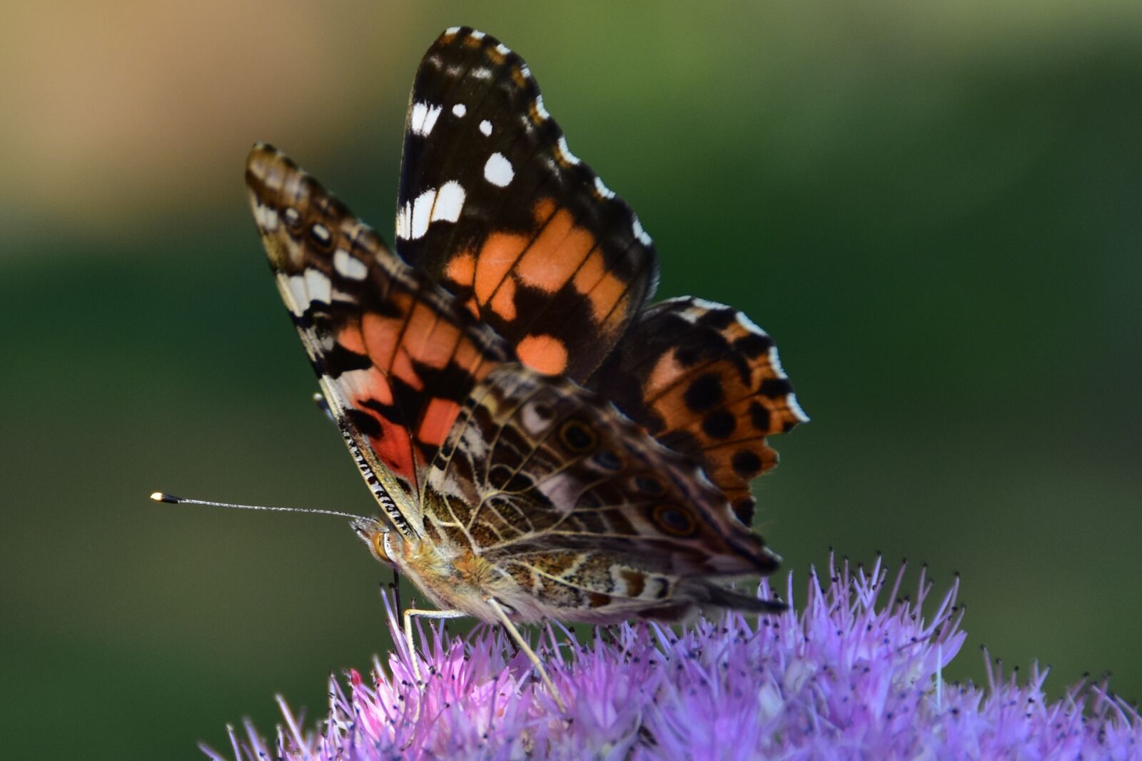 Nikon D7200 sample photo. Butterfly, flora and fauna photography
