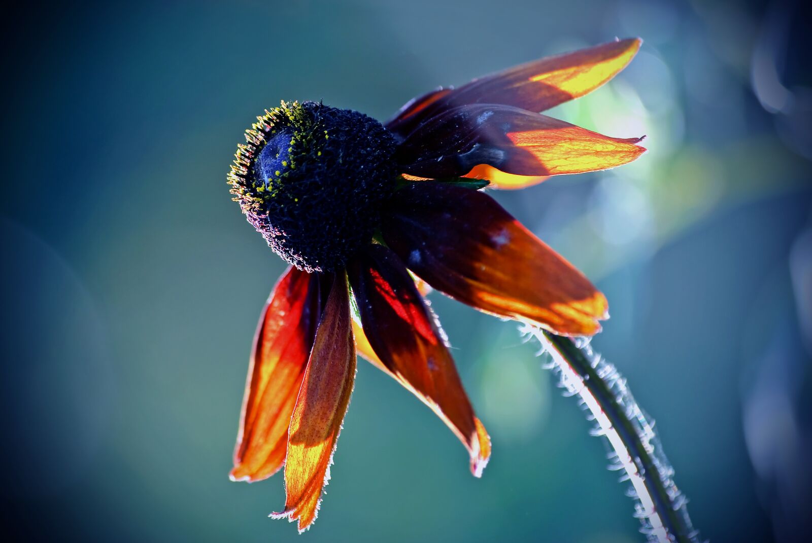 Nikon D80 sample photo. Nature, at the court photography