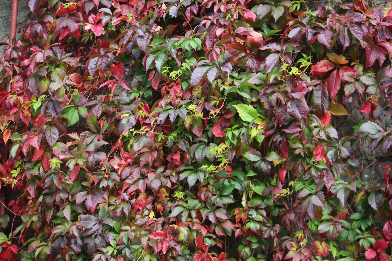 Canon EOS 700D (EOS Rebel T5i / EOS Kiss X7i) + Canon EF-S 55-250mm F4-5.6 IS sample photo. Ivy, wall, autumn colour photography