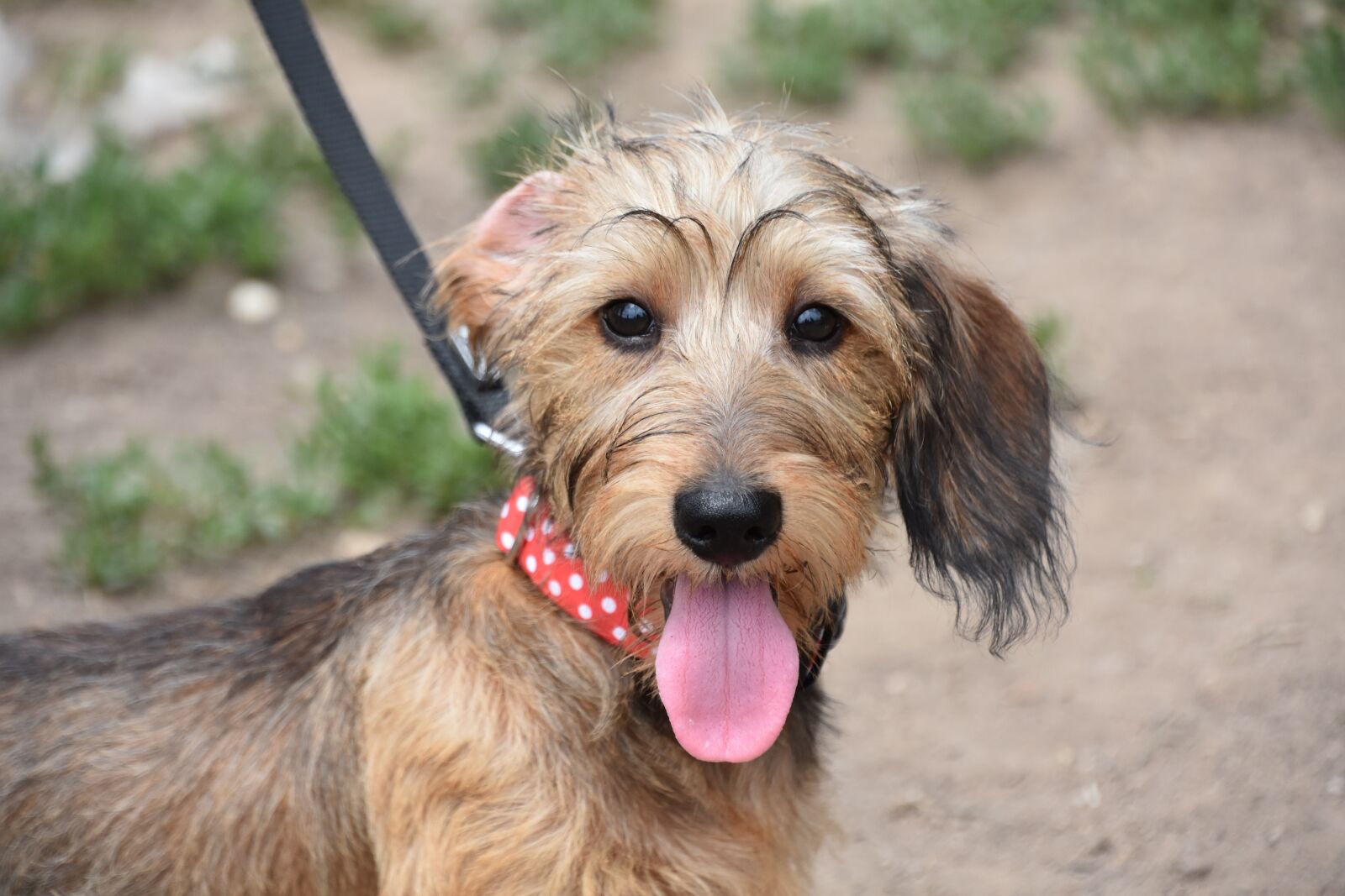 Nikon D7200 sample photo. Dog, puppy, pet photography