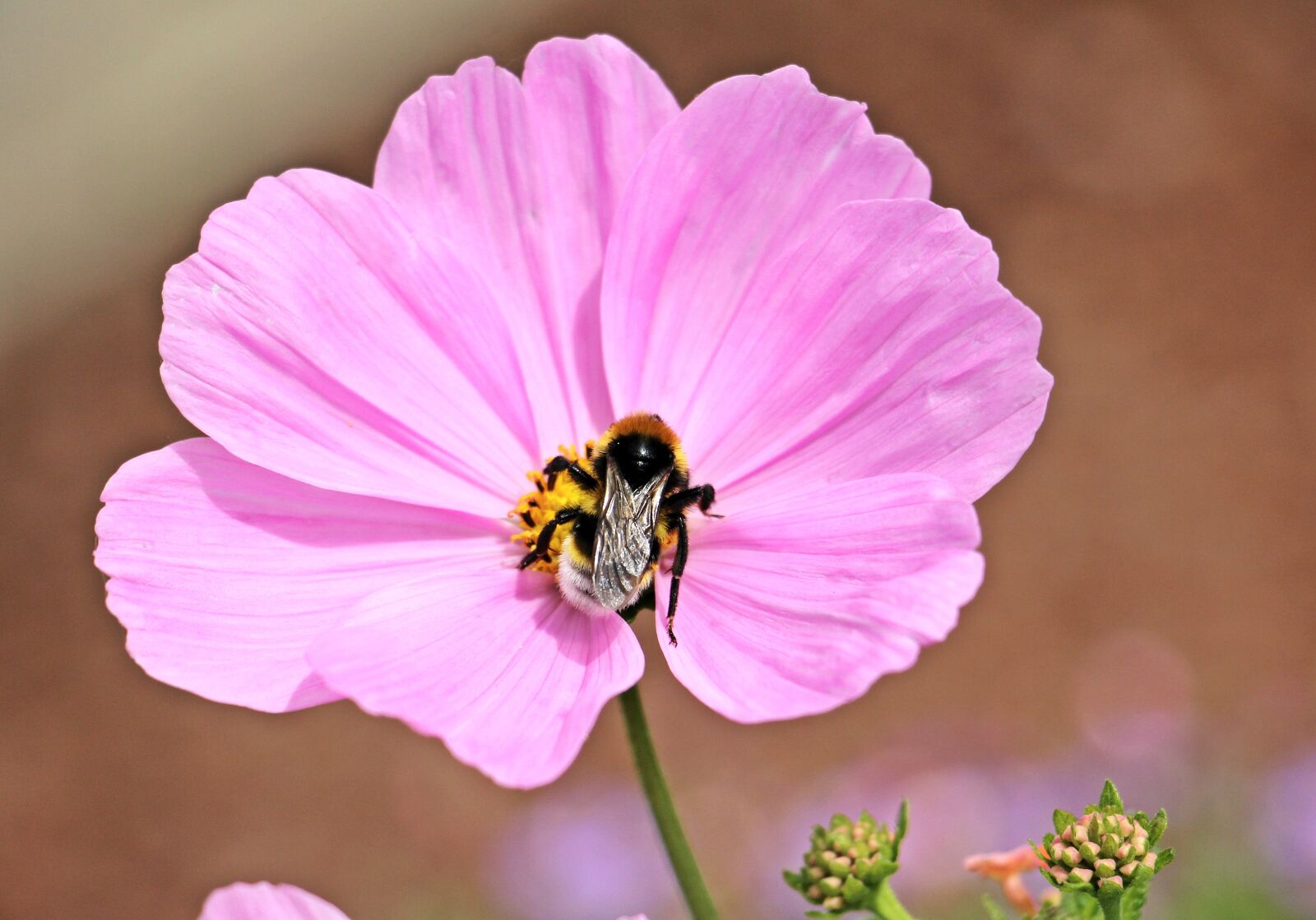 Canon EOS 550D (EOS Rebel T2i / EOS Kiss X4) sample photo. Cosmos, cosmea bipinnata, flower photography