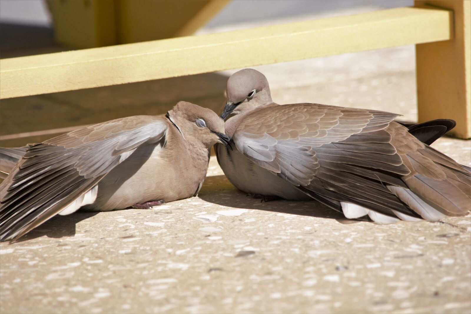 Nikon D7100 sample photo. Pigeon preening mate, two photography