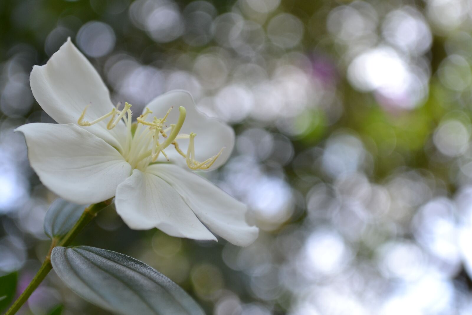 Nikon D3100 sample photo. Flower, white, spring photography