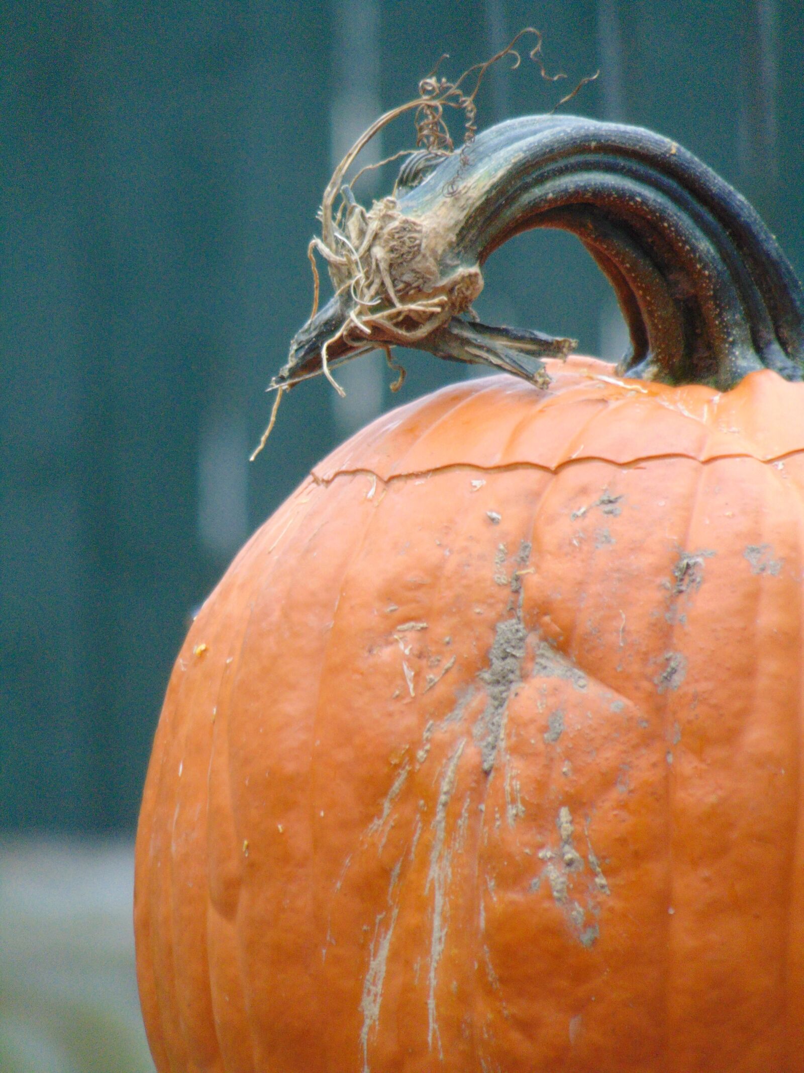 Sony Cyber-shot DSC-H300 sample photo. Pumpkin, halloween, autumn photography