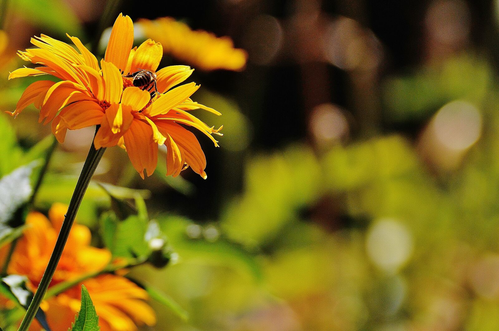 Nikon D3200 sample photo. Flower, yellow, blossom photography