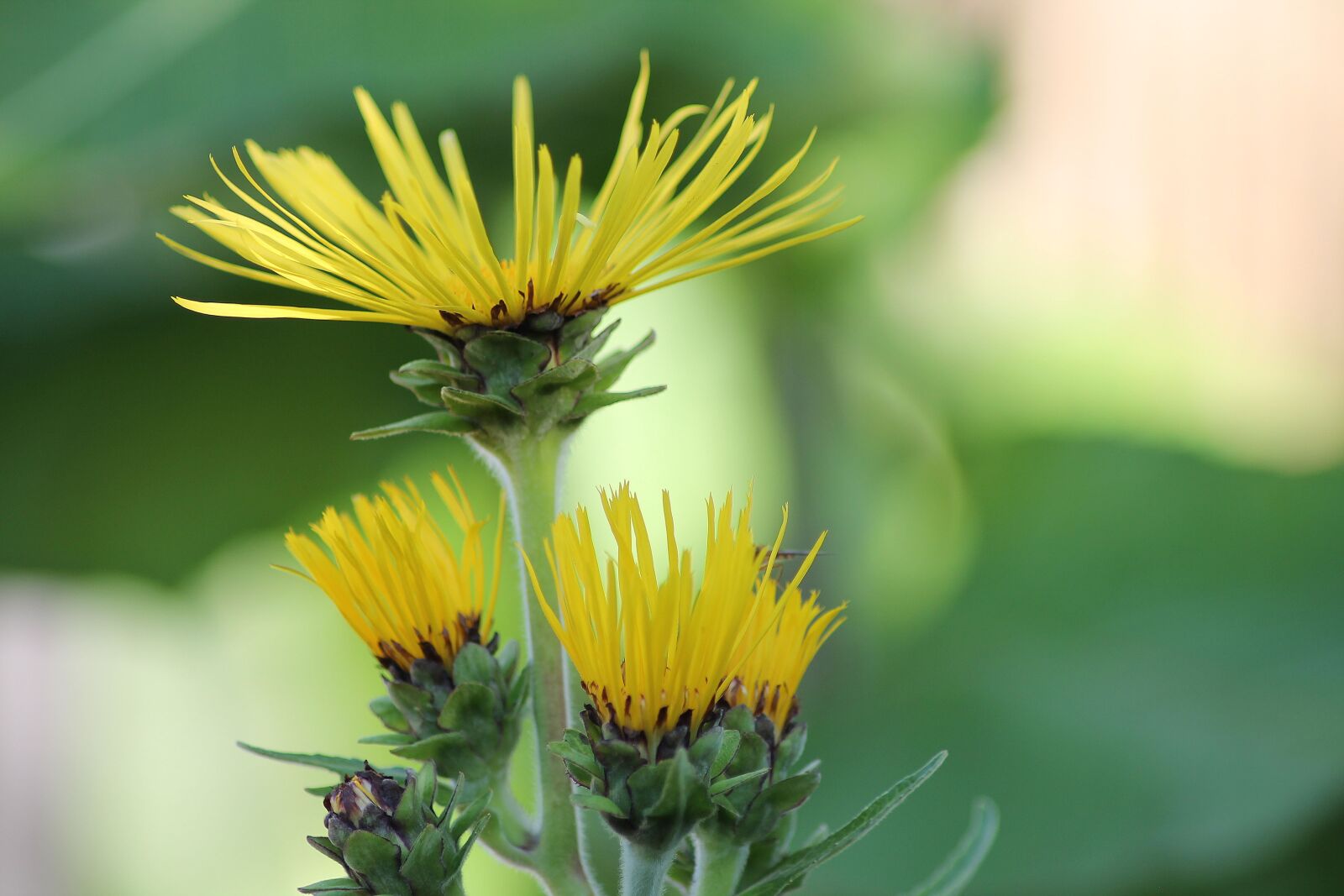 Canon EOS 1100D (EOS Rebel T3 / EOS Kiss X50) sample photo. Thousand beam, yellow flowers photography