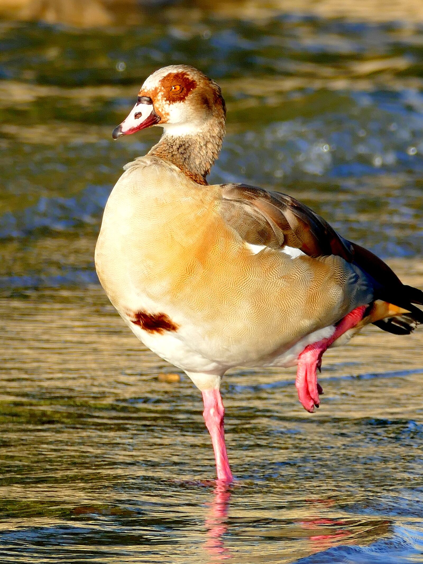 Panasonic Lumix DMC-FZ1000 sample photo. Goose, bird, water bird photography