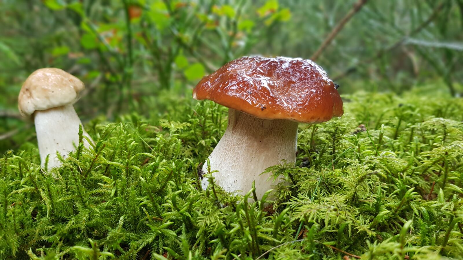 Samsung Galaxy S8 sample photo. Mushroom, mushrooms, cep photography