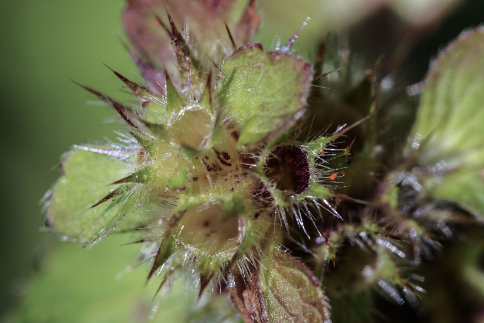 Canon EOS 7D Mark II sample photo. Flower, plant, growth photography