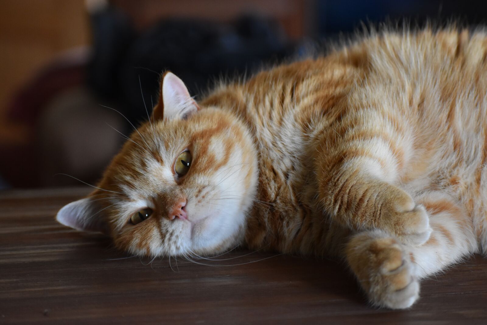 Nikon D3400 sample photo. Cat, redhead, striped photography