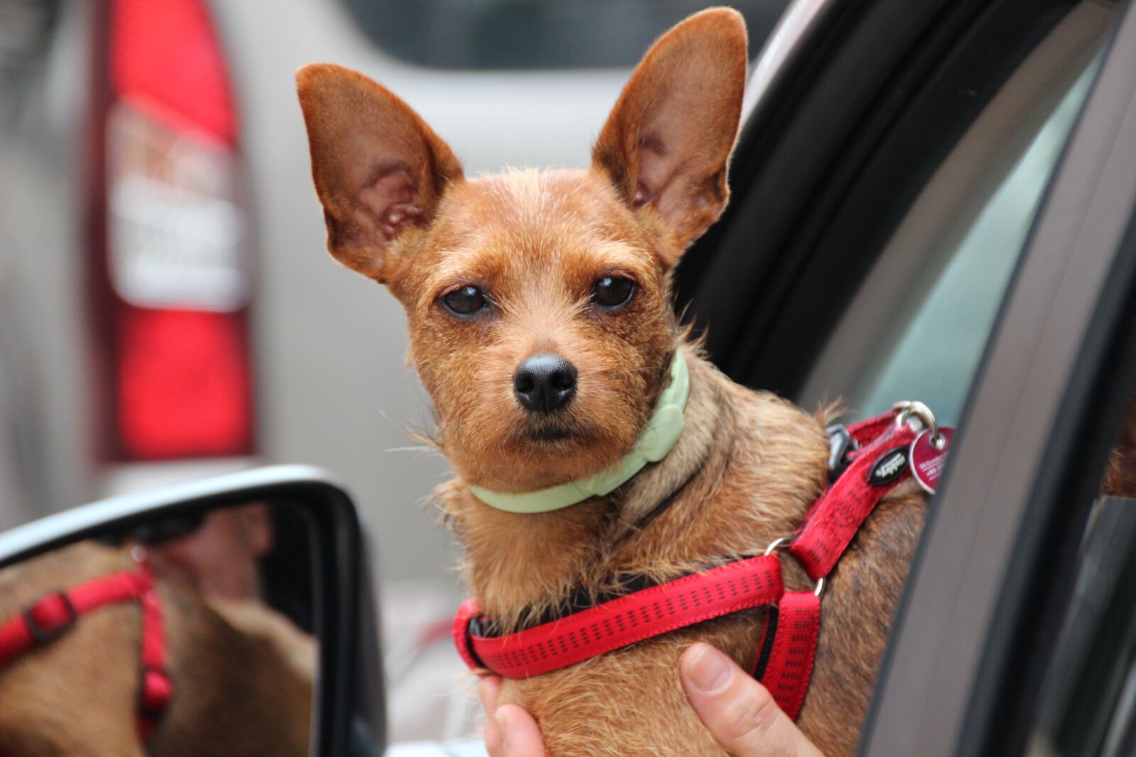 Canon EOS 600D (Rebel EOS T3i / EOS Kiss X5) sample photo. Dog, small dog, car photography