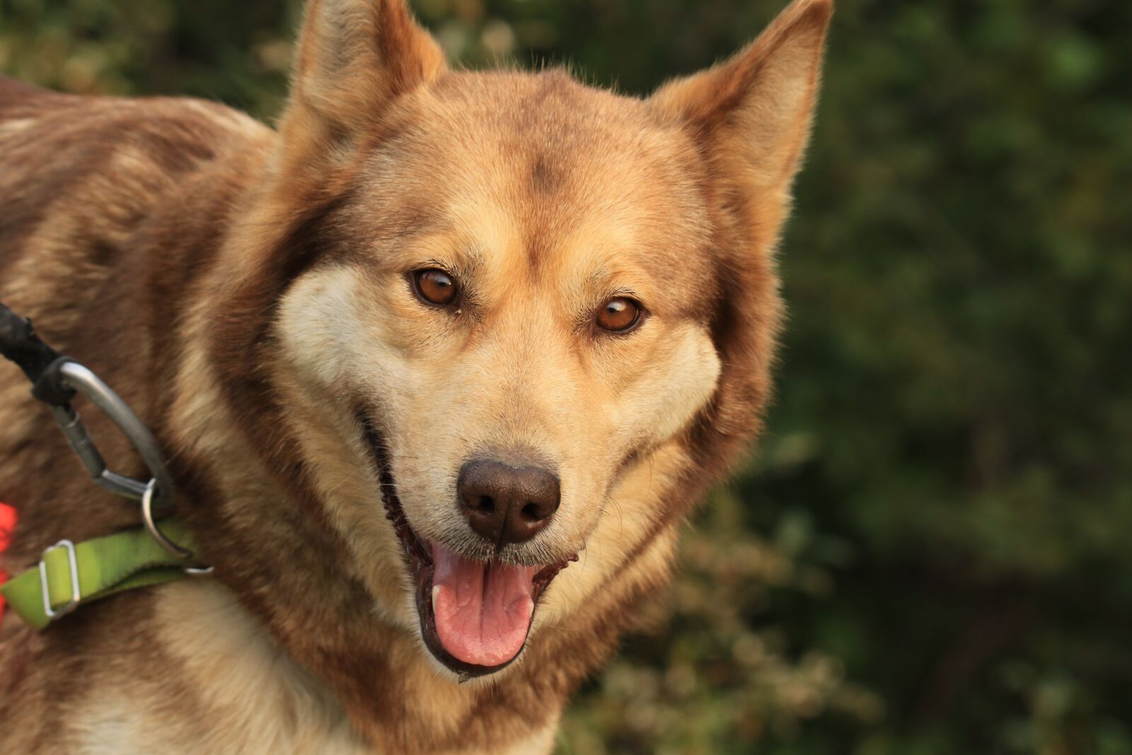 Canon EOS 7D Mark II sample photo. Dog, sled dog, portrait photography