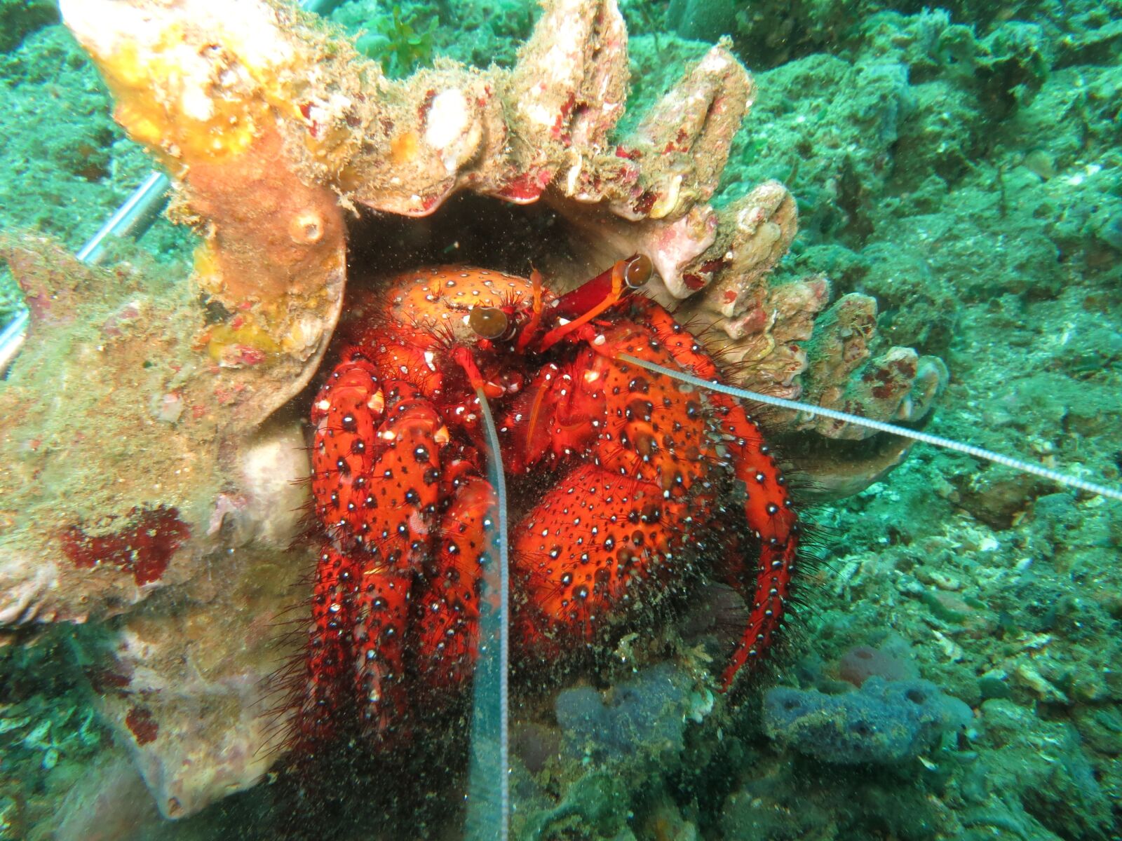 Canon PowerShot S110 sample photo. Hermit crab, crab, shell photography