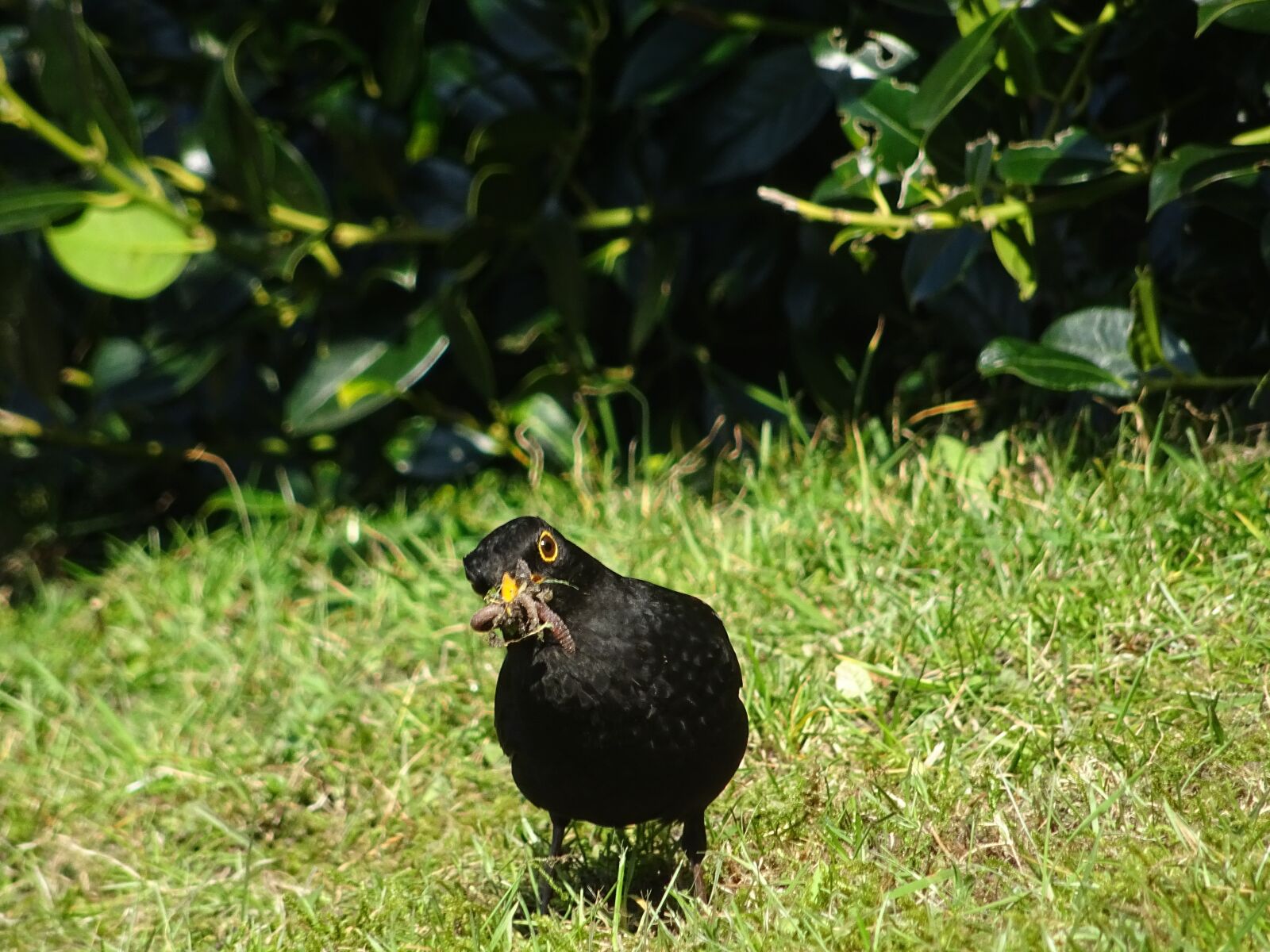Sony DSC-HX60 sample photo. Amsel, bird, garden photography