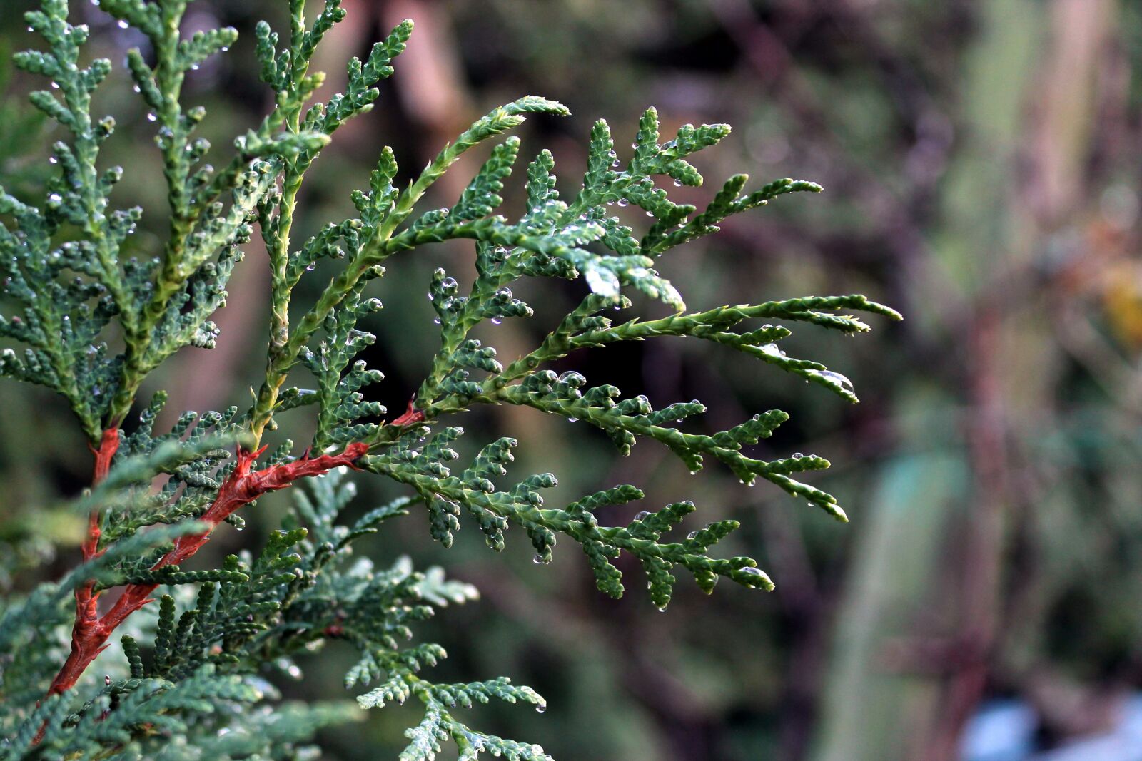 Canon EOS 1100D (EOS Rebel T3 / EOS Kiss X50) sample photo. Conifer, leave, green photography