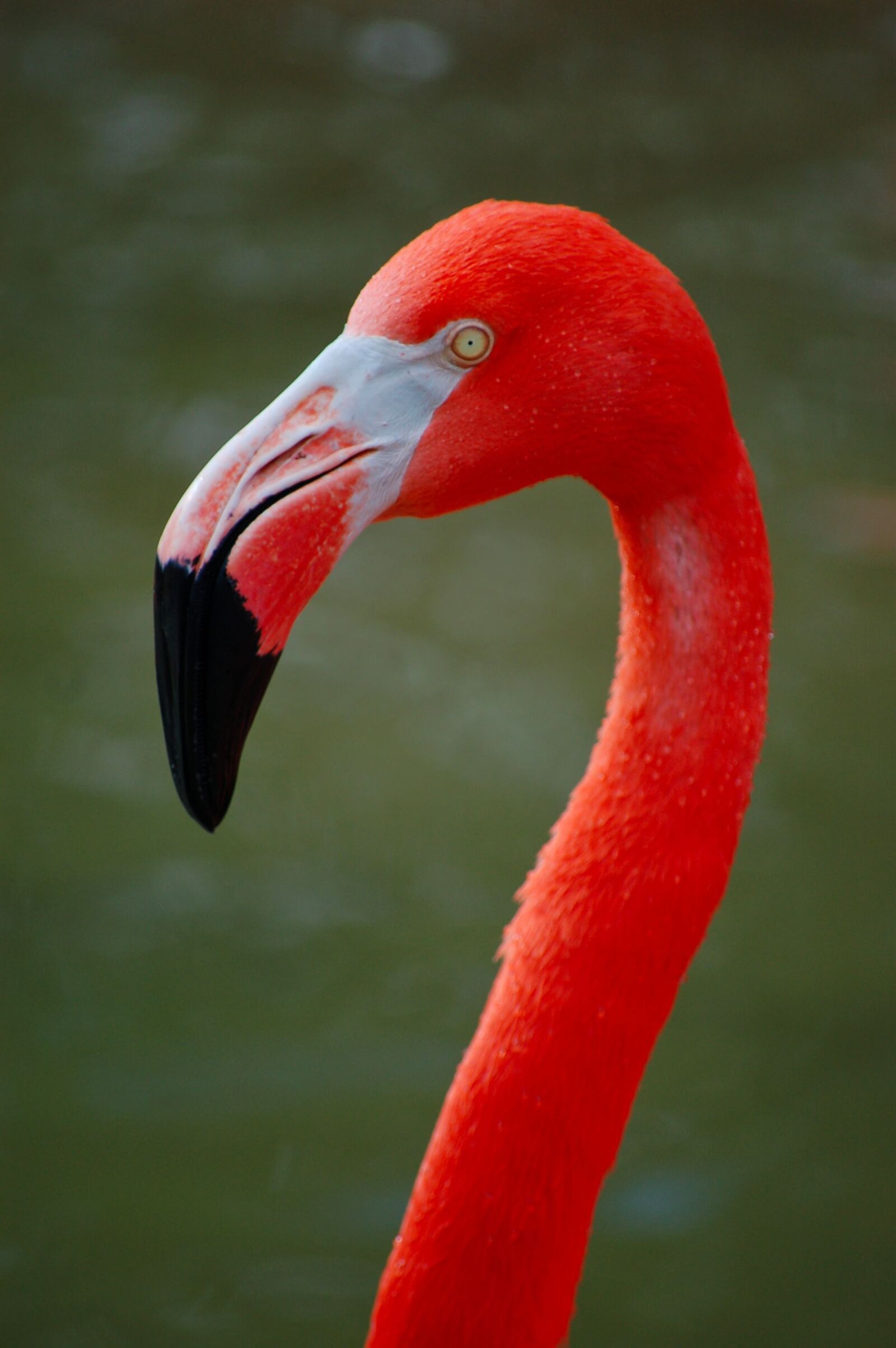 Nikon D50 sample photo. Flamingo, pink, bird photography