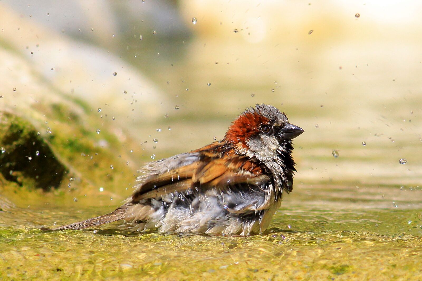 Canon EOS 500D (EOS Rebel T1i / EOS Kiss X3) sample photo. Sparrow, bird, bathroom photography