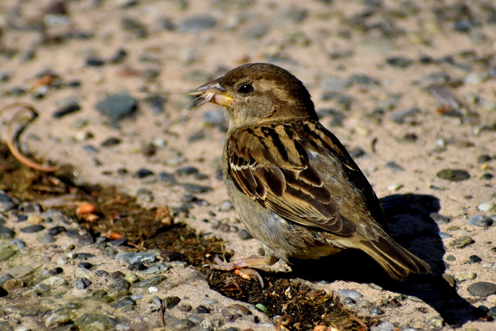 Nikon D3500 sample photo. Sparrow, bird, little photography
