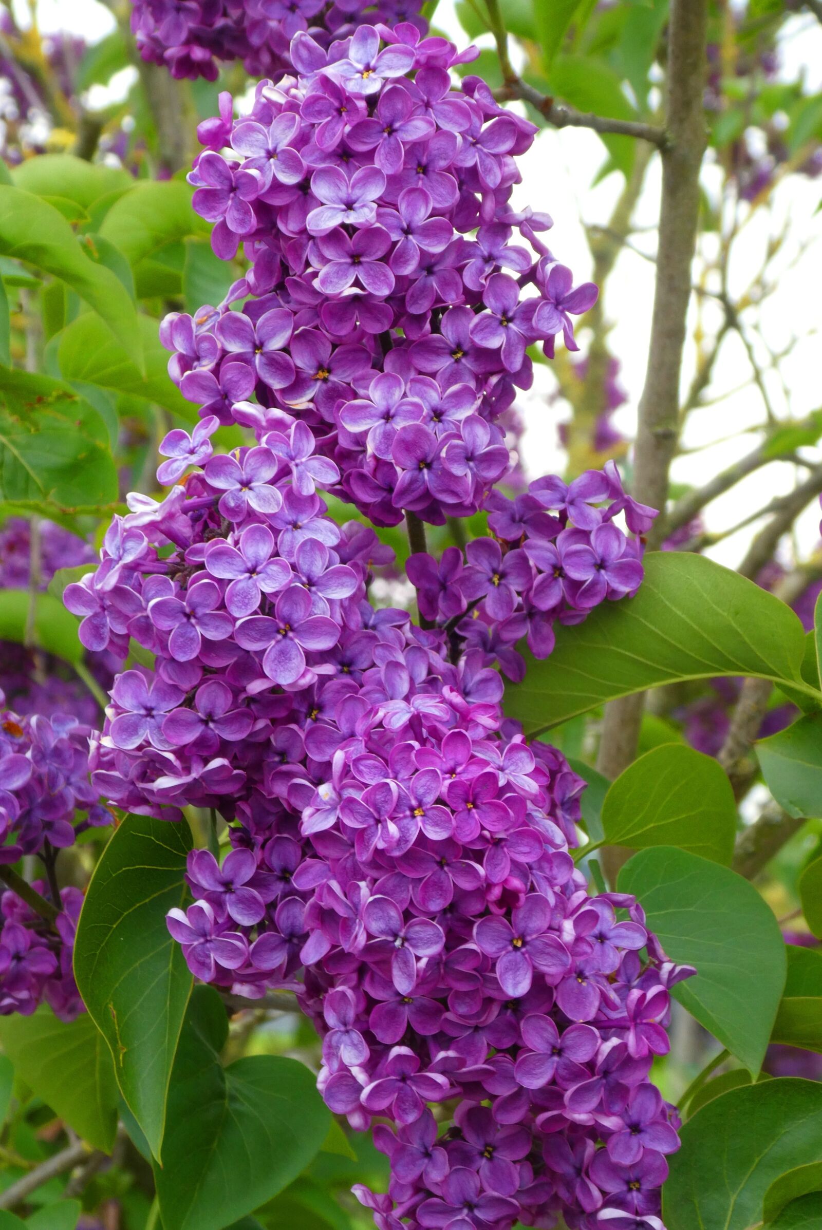Panasonic Lumix DC-ZS70 (Lumix DC-TZ90) sample photo. Lilac, blossom, flowers photography
