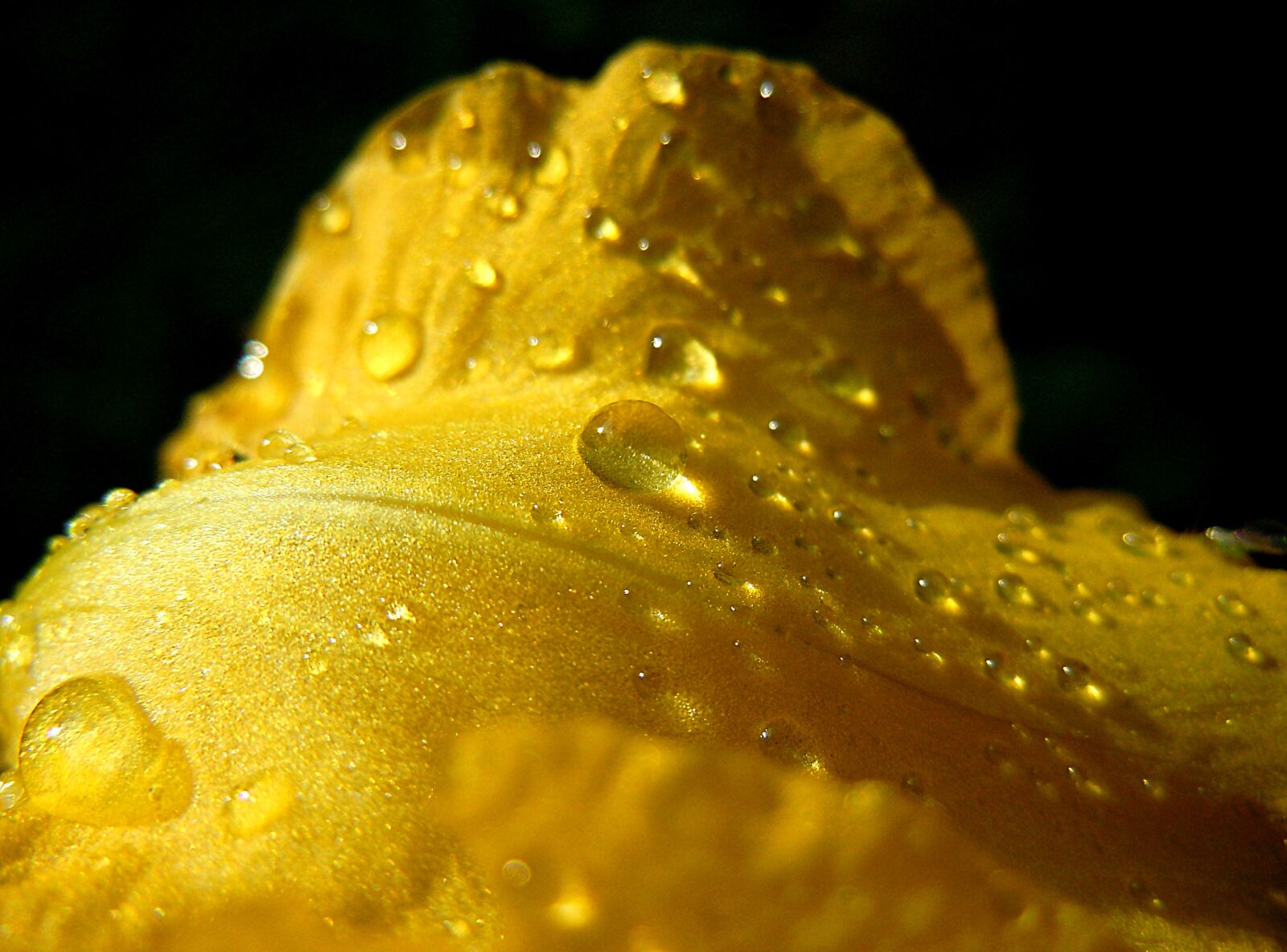 Nikon Coolpix S8000 sample photo. Yellow, petal, drops photography