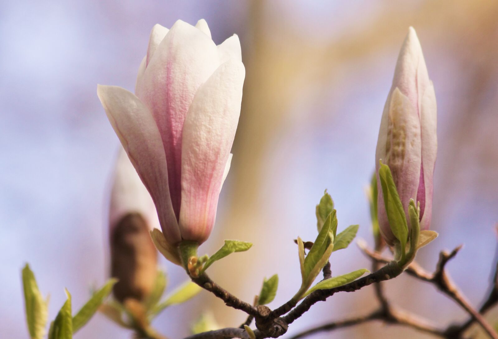 Canon EOS 550D (EOS Rebel T2i / EOS Kiss X4) sample photo. Magnolia, blossom, bloom photography