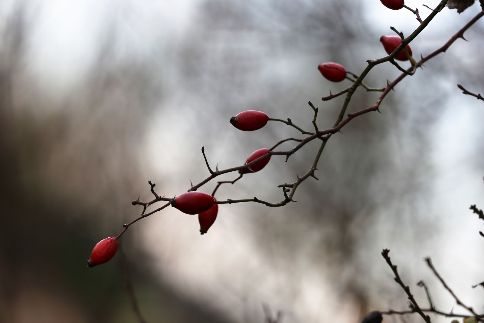 Canon EF 70-300 F4-5.6 IS II USM sample photo. Rose hip, dog rose photography