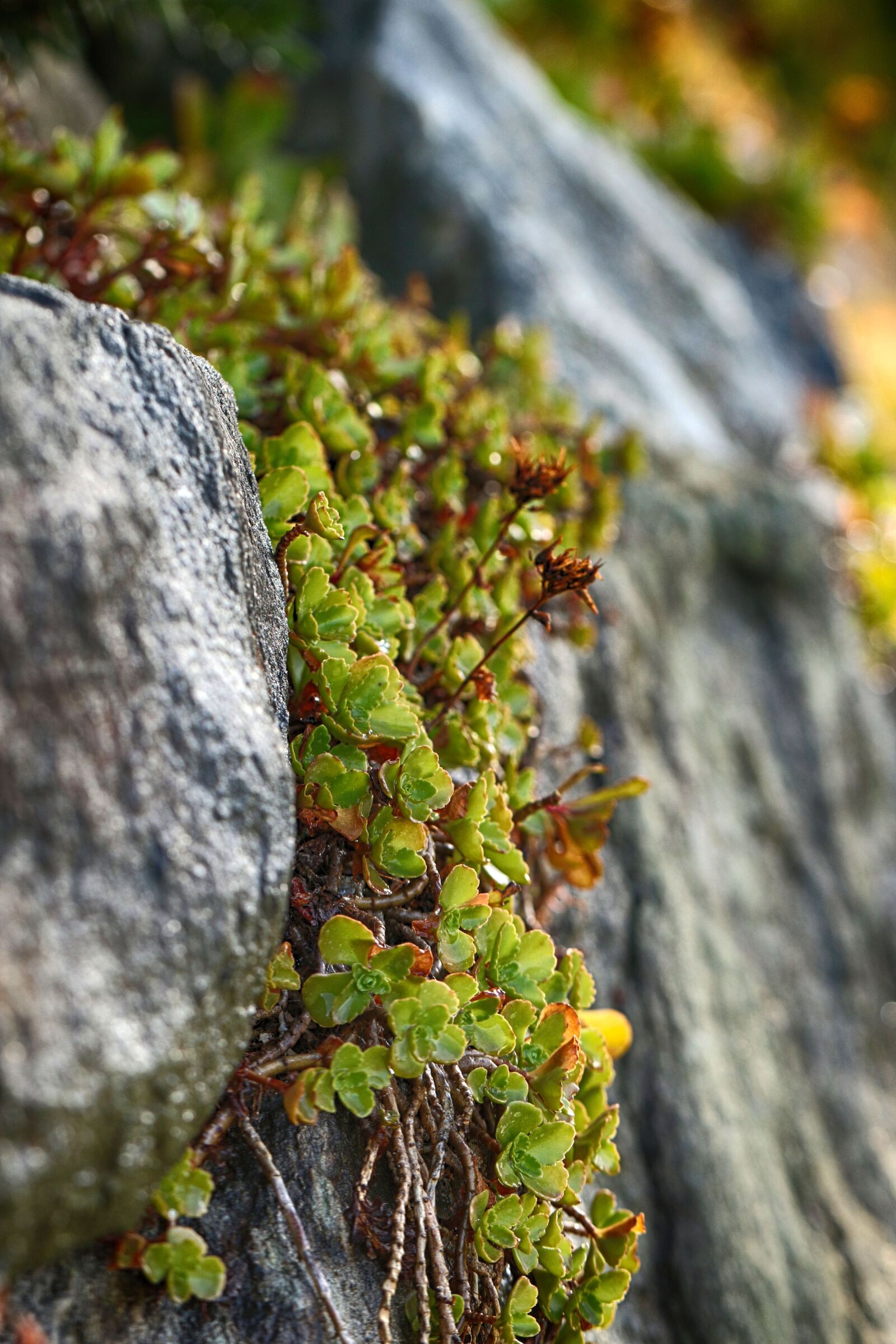 Canon EOS 7D Mark II sample photo. Vine, plant, rock photography