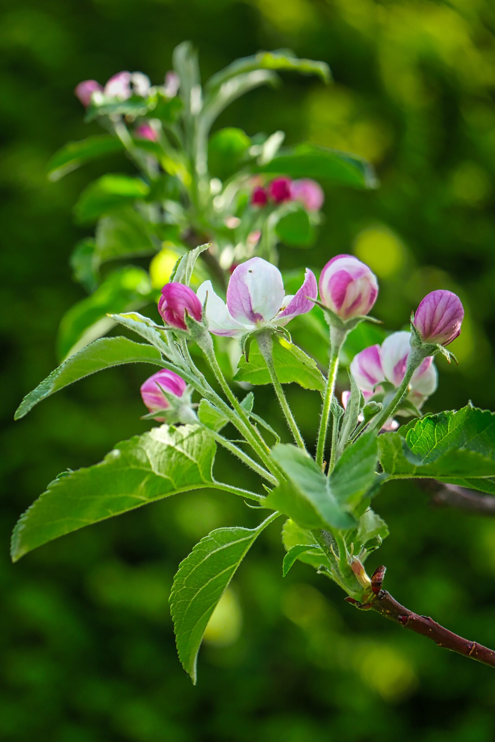 Panasonic Lumix DMC-GX8 sample photo. Nature, plant, leaf photography