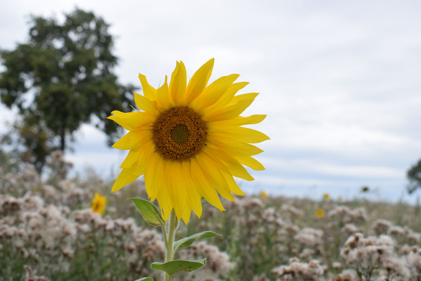 Nikon D5300 sample photo. Sunflower, depth of field photography