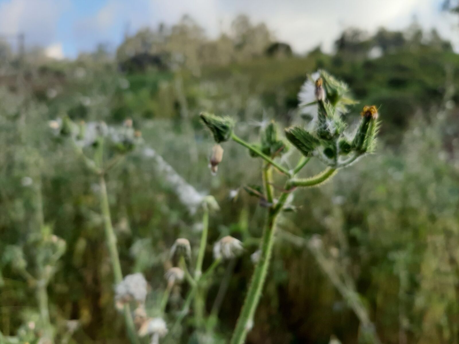 Samsung Galaxy A50 sample photo. Planta, diente de le photography