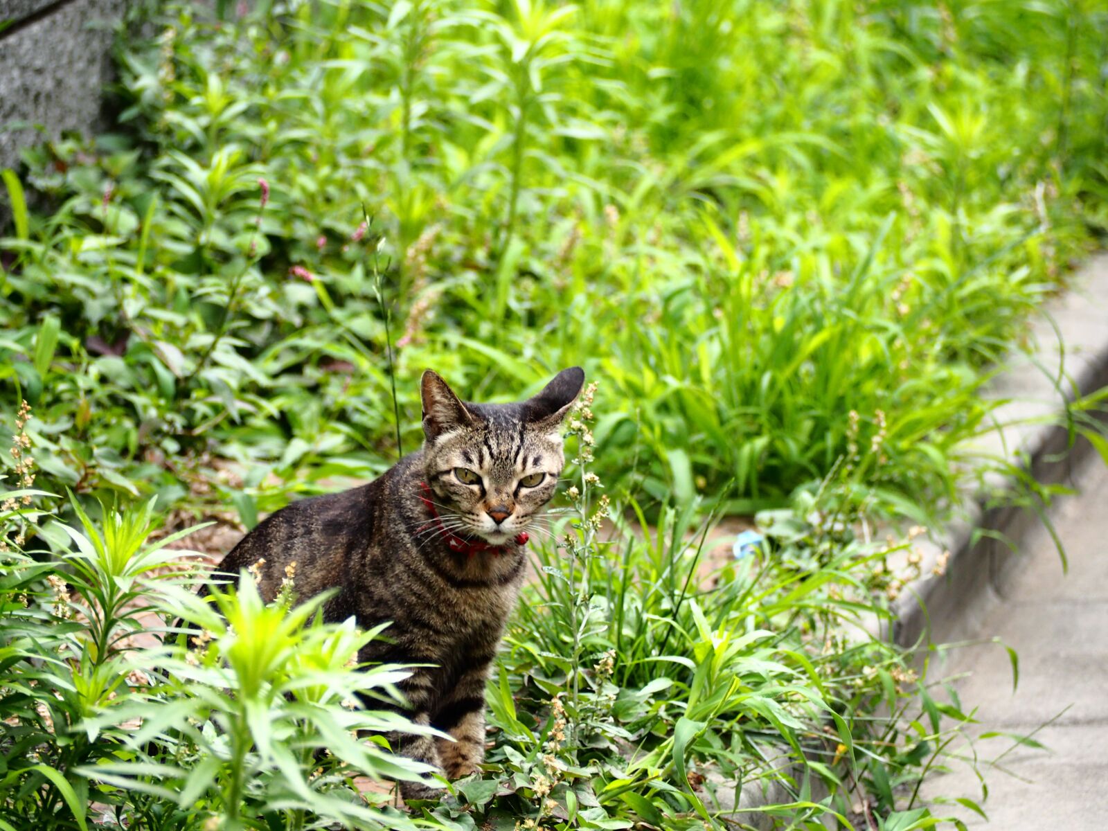 Olympus PEN E-PL7 sample photo. Cat, alley, glass photography