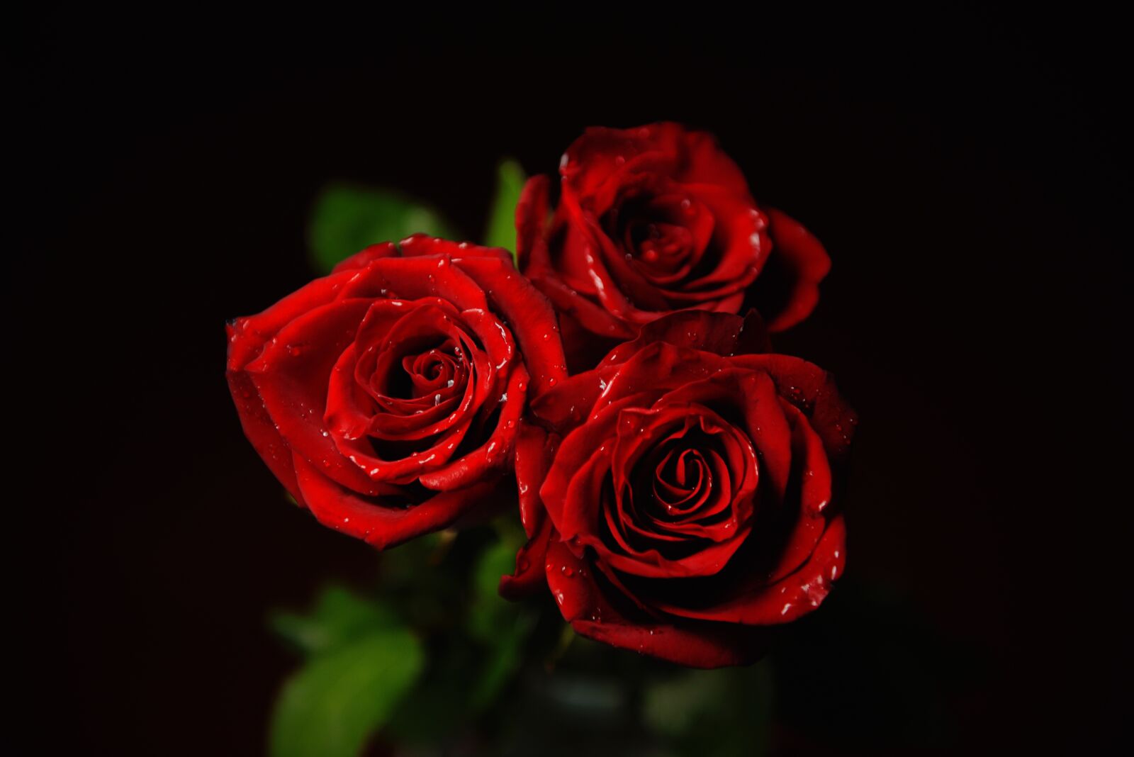 Nikon D750 sample photo. Rose, red, love photography